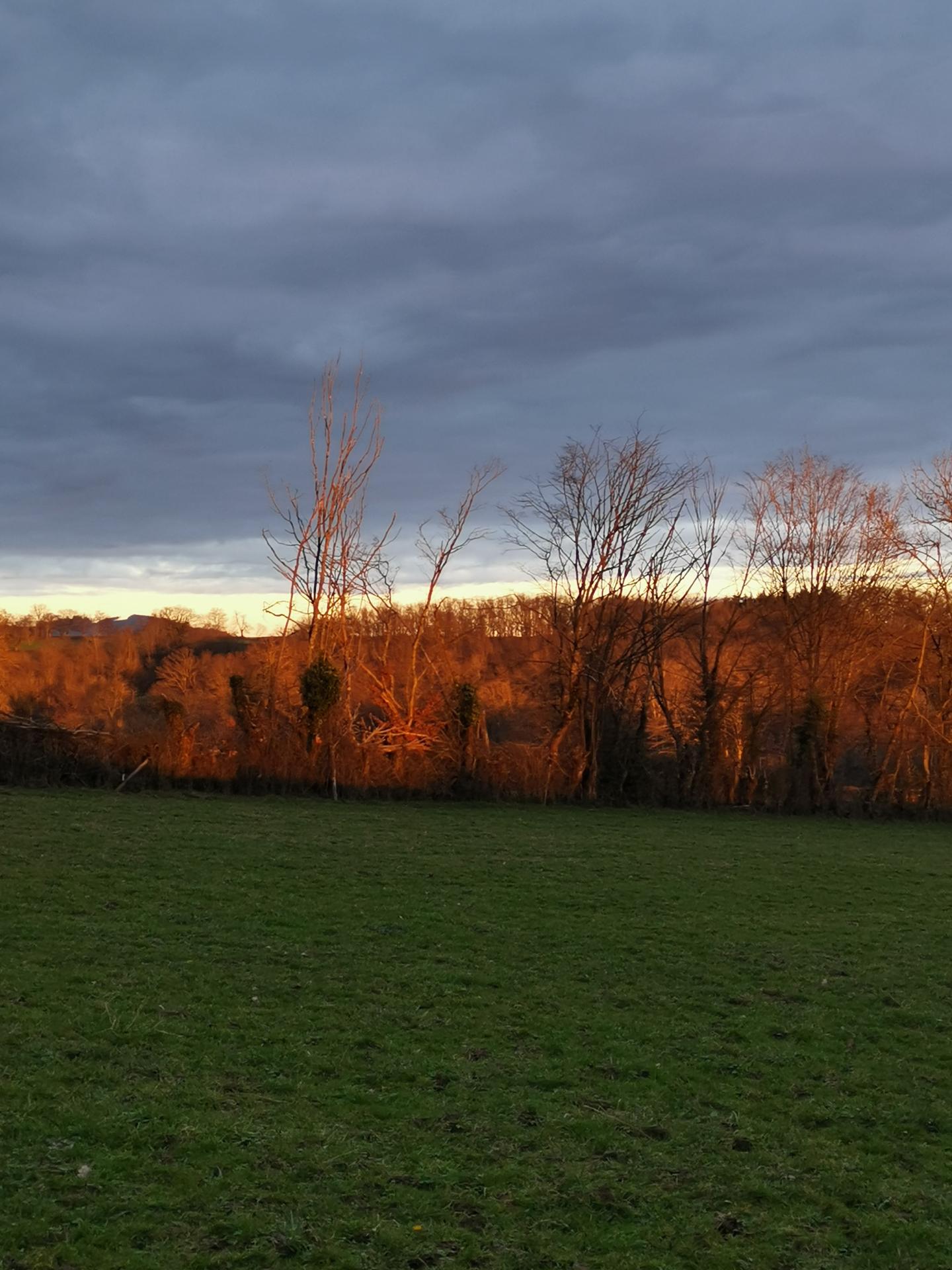 Soleil dans les arbres Ligny