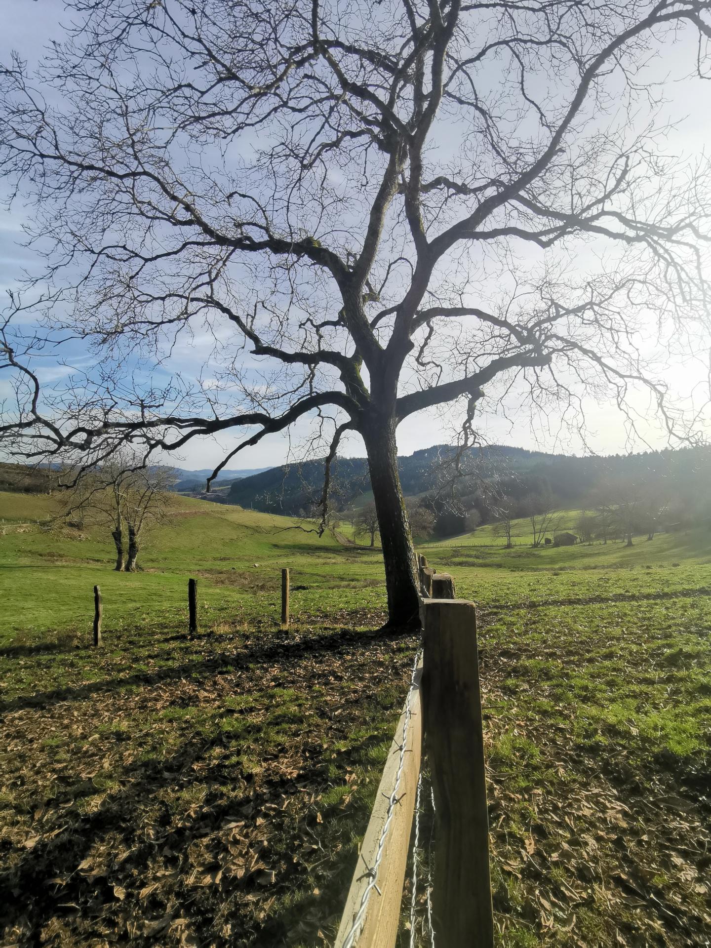 Arbre au bout de la clôture Ligny